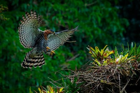 Private Bird Photo Tour with a Professional Bird Photographer