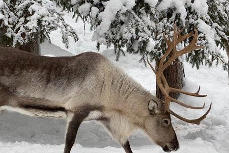 Ranua Arctic Wildlife Park Ticket with Transportation