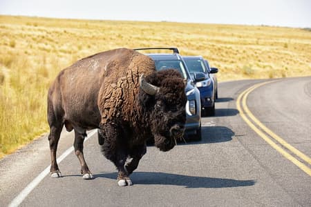 Antelope Island Wildlife Expedition Great Salt Lake Adventure