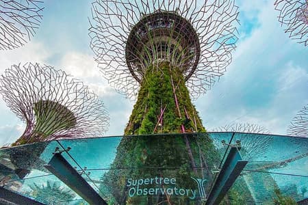Garden By Bay Cloud Forest, Flower Dome & Supertree Observatory