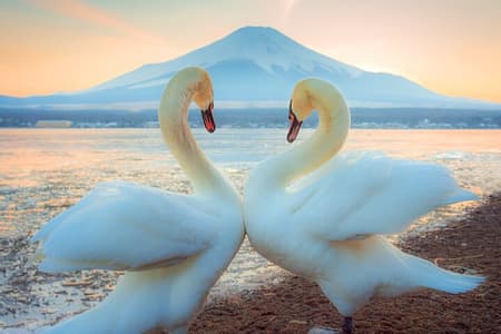 Excursión de día completo al monte Fuji, Onsen, lago Kawaguchi y Yamanaka