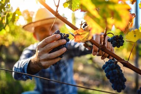 Cata de vinos de lujo en el encantador Valle de Itria