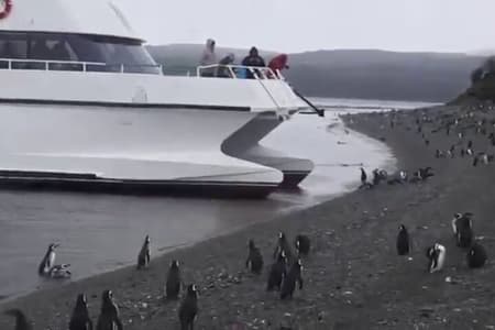 Beagle Channel Navigation Penguin Colony