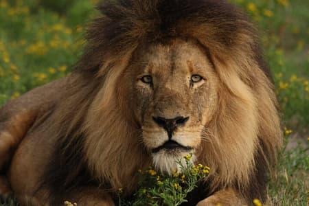 Avventura Safari di 10 giorni a Kafue e nel Basso Zambesi NP