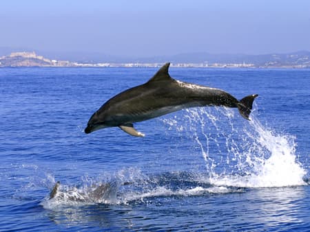 Avistamiento de delfines en Gibraltar