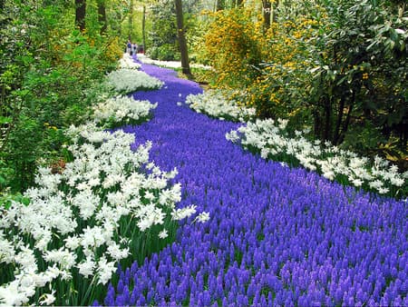Keukenhof: Il giardino d'Europa - Tour di mezza giornata