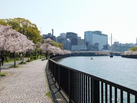 Cherry Blossom Hanami Tour
