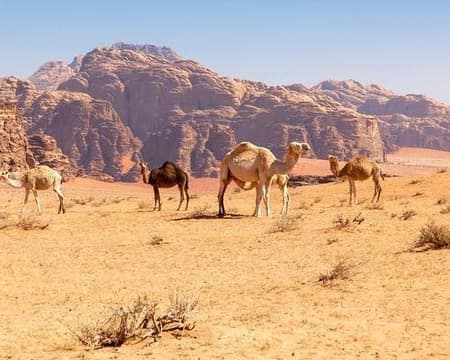 Camel Ride in Wadi Rum Desert 