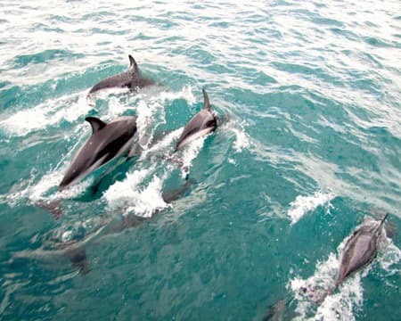 Akaroa Day Tour with Nature Harbour Cruise
