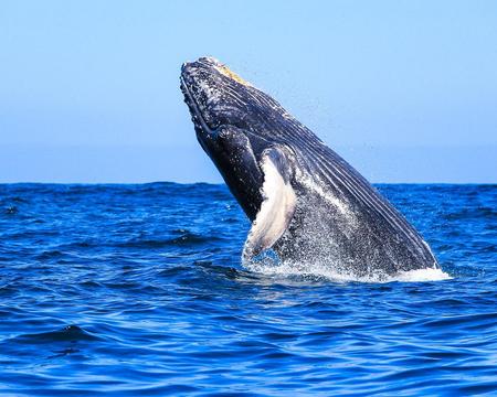 AVISTAMIENTO DE BALLENAS (CVU)