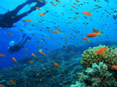 Diving Experience in Khasab