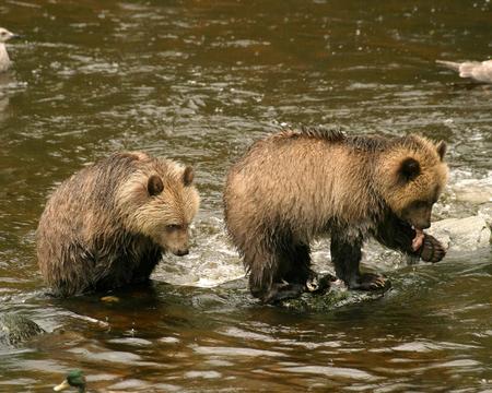 Grizzly Bear and Wildlife Watching, Knight Inlet Lodge 4 dagen