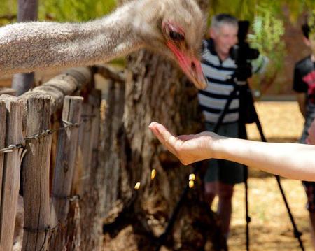 Highgate Ostrich Farm Tour Ticket (Traditional Tour & Indian Set Menu)