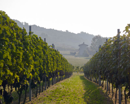ESCURSIONI alla scoperta della SERRA MORENICA e  degustazione alla CANTINA DELLA SERRA (Piverone)
