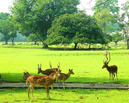 Jakarta nach Bandung über den Botanischen Garten von Bogor und Puncak