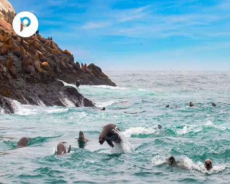 Palomino Islands Excursion from Miraflores