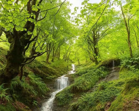 Ruta guiada: hayedo de Balgerri (Karrantza)