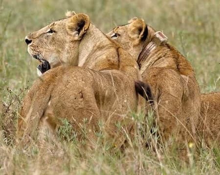 Nairobi National Park and Safari Walk Half Day Tour