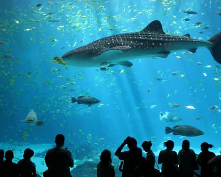 Sea Life Ticket + Madame Tussauds + With Digital Photo With Private Transfers