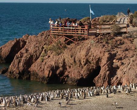 Punta Tombo c/almuerzo 