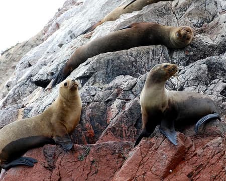 "Islas Ballestas" Halbtagesausflug