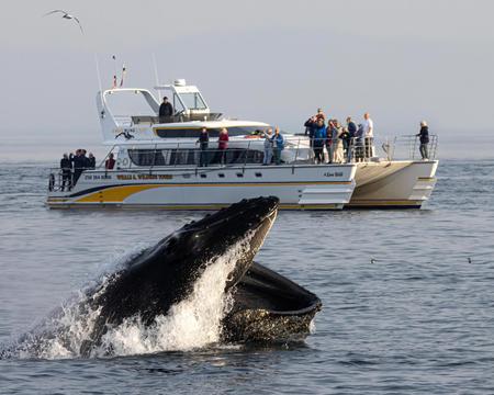 Victoria - Whalewatching tour per Catamaran