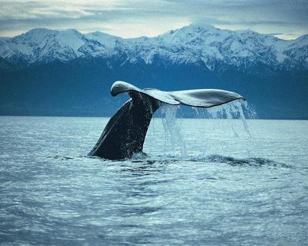 Kaikoura Whale Watch