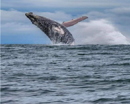 Avistamiento de Ballenas + Nado con Tortugas 