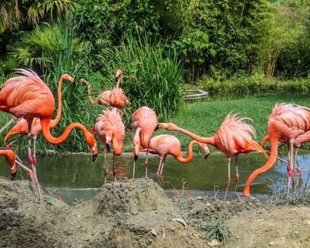 GUAYAQUIL - ZOOLOGICO EL PANTANAL