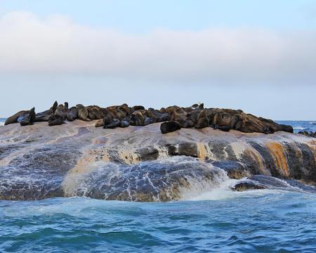 Full Day Cape Peninsula Tour