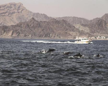 Muscat Dolphin Cruise Half day tour - Sharing Tour