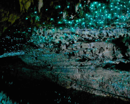 Auckland - Waitomo Caves - Rotorua