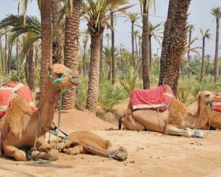 Dromadaire Palmeraie