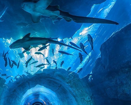  Siam ocean world + aquarium ticket & transfer [max 3hrs]
