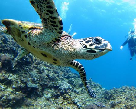 Turtle island