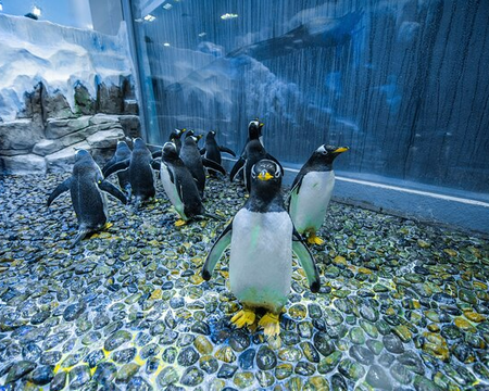 Dubai Aquarium and Penguin Cove 