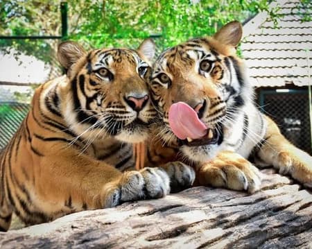 Private Transfers For Tiger Park Phuket  