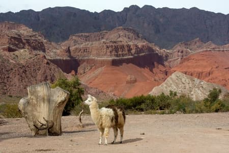 Excursión a Cafayate desde Salta con Recogida