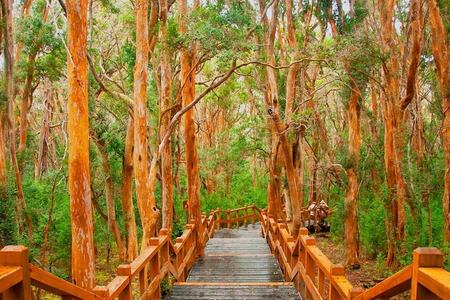 Lacustre Isla Victoria y Bosque de Arrayanes con Recogida