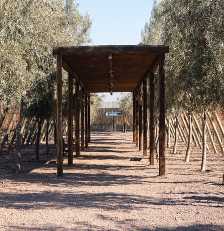 Excursión a Bodegas y Aceitera en Privado con Recogida