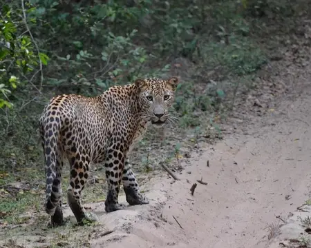 Safari in Wilpattu National Park 