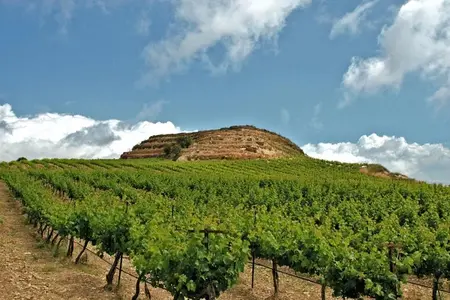 Crete Wine and Olive Oil Tour
