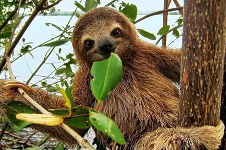 Gamboa Wildlife and Sloth Sanctuary Tour with Pickup