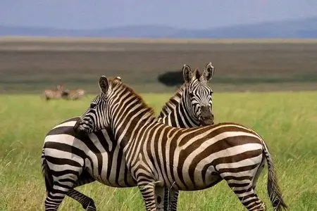Day Trip Safari to Mikumi National Park 