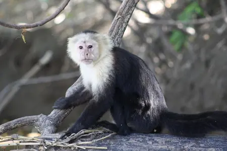 Palo Verde National Park Safari Boat Tour