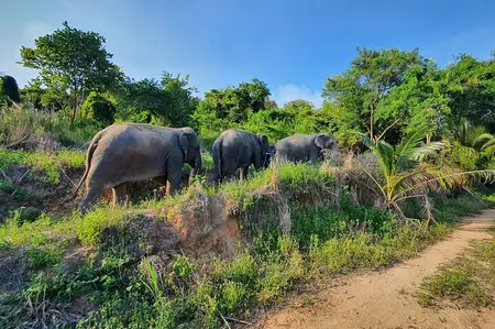 Living Green Elephant Sanctuary Experience near Bangkok & Pattaya