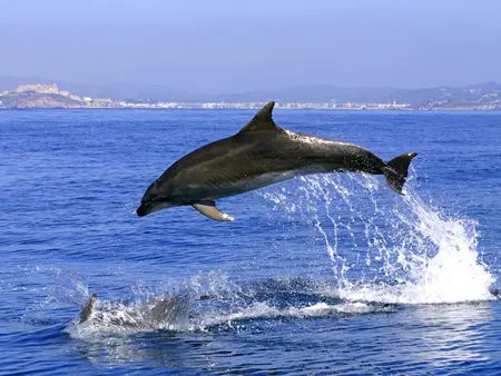 Gibraltar Dolphin Sightseeing