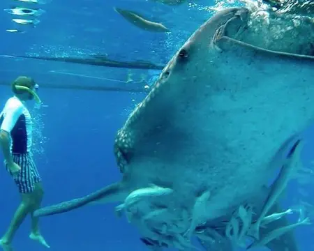 Whale Shark Encounter