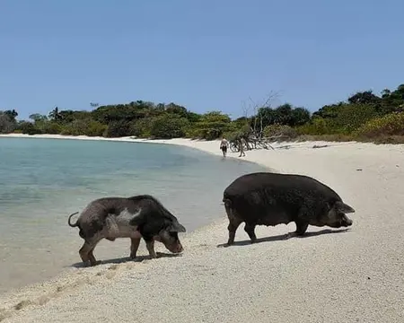 Samui Pig Island - Little Bahamas
