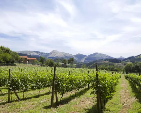 The world of txakoli: Bodegas de Galdames